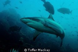 Beqa Adventure Divers Shark Dive
1/60 sec at f/10
28mm... by Toffer Mackay 